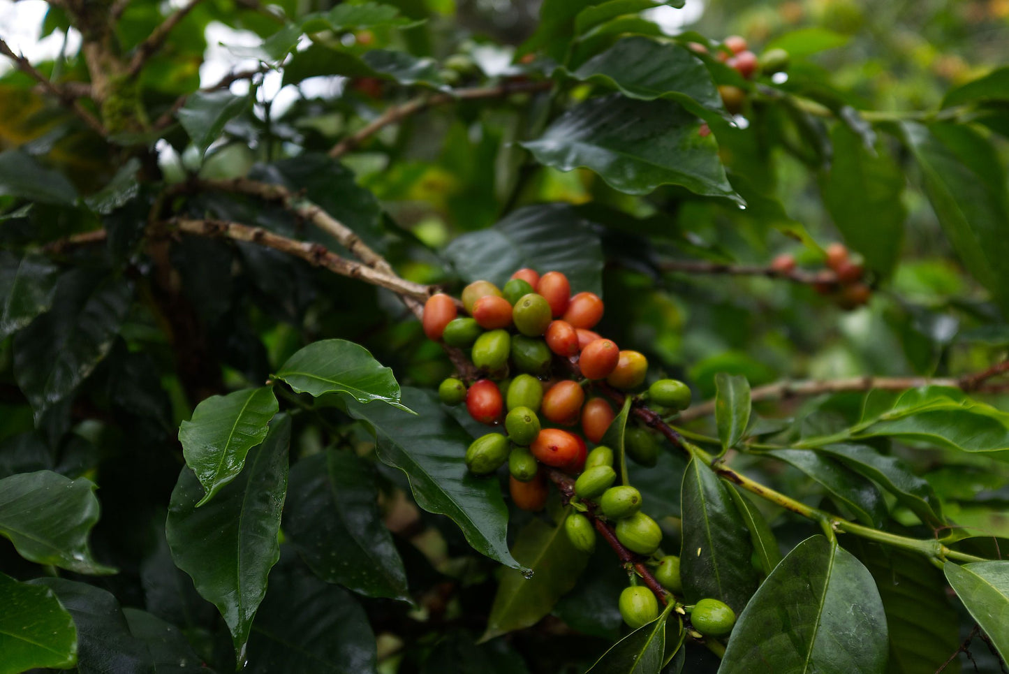 Rigoberto Sanchez's Rosado 🇨🇴