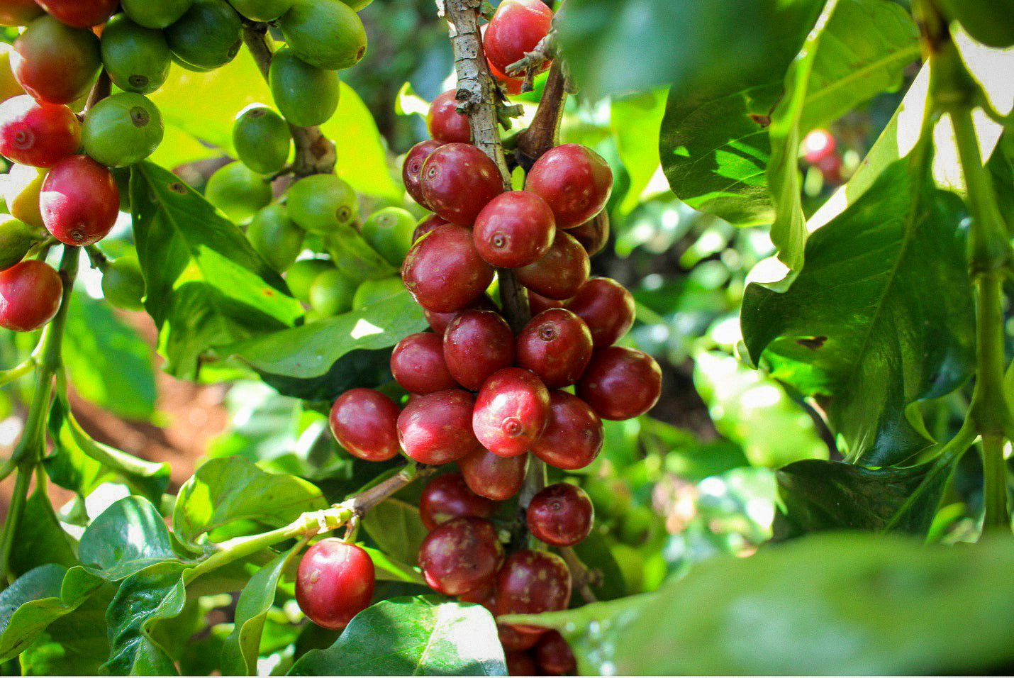 Florence & Jessica Marigi's SL28 Peaberry 🇰🇪
