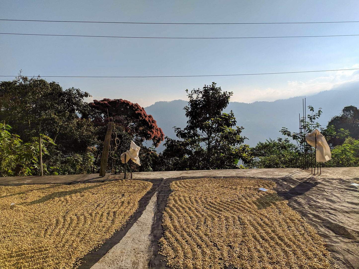 Angel Castro Garcia's Typica 🇲🇽