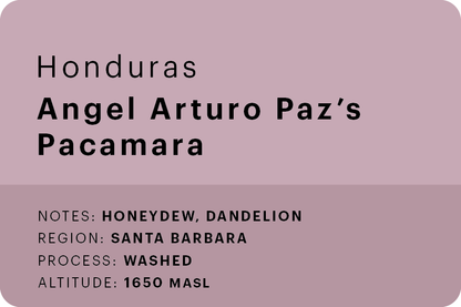 Ángel Arturo Paz's Pacamara