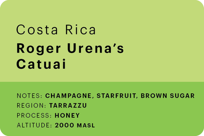 Roger Ureña's Catuai