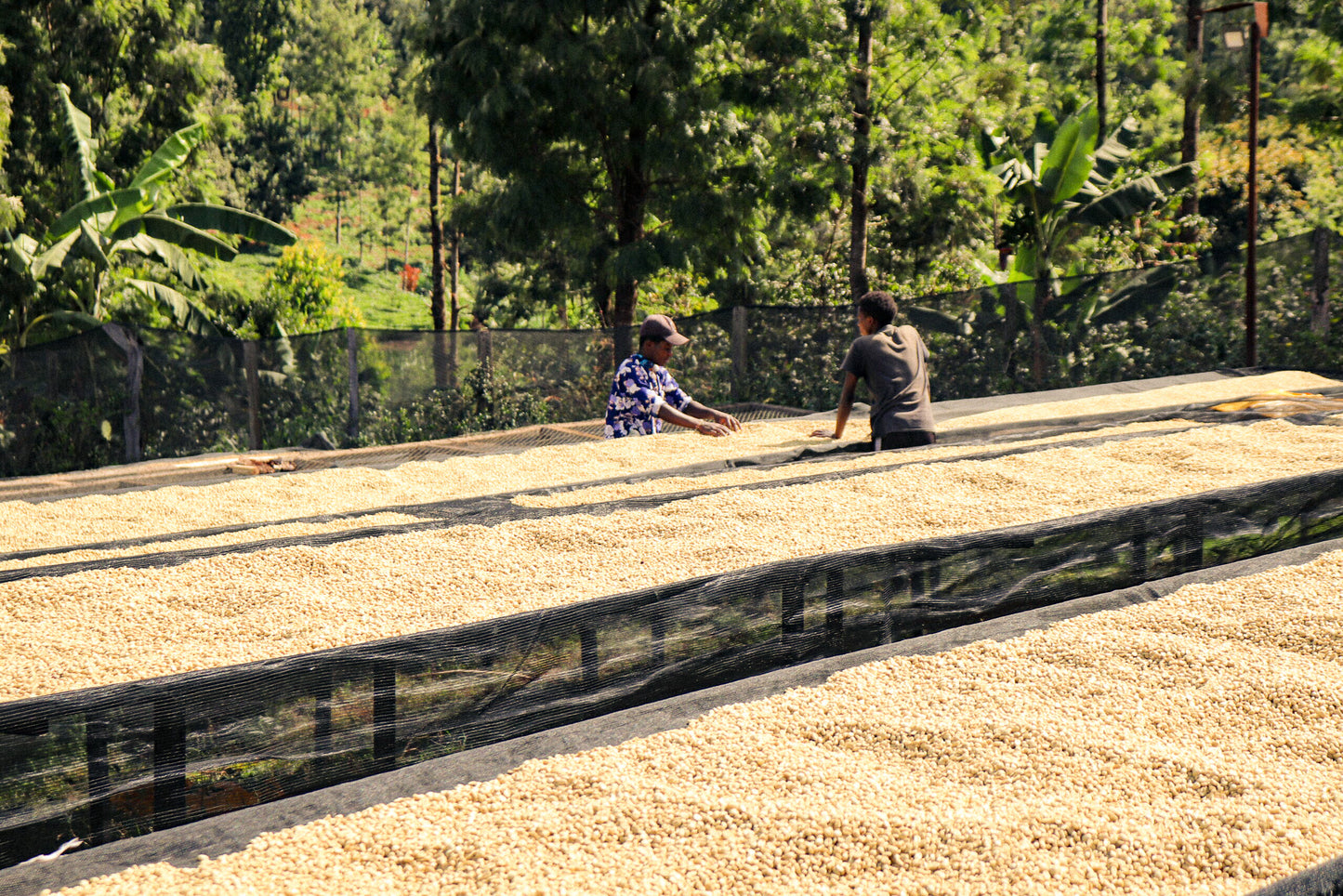 Kiamugumo AA 🇰🇪