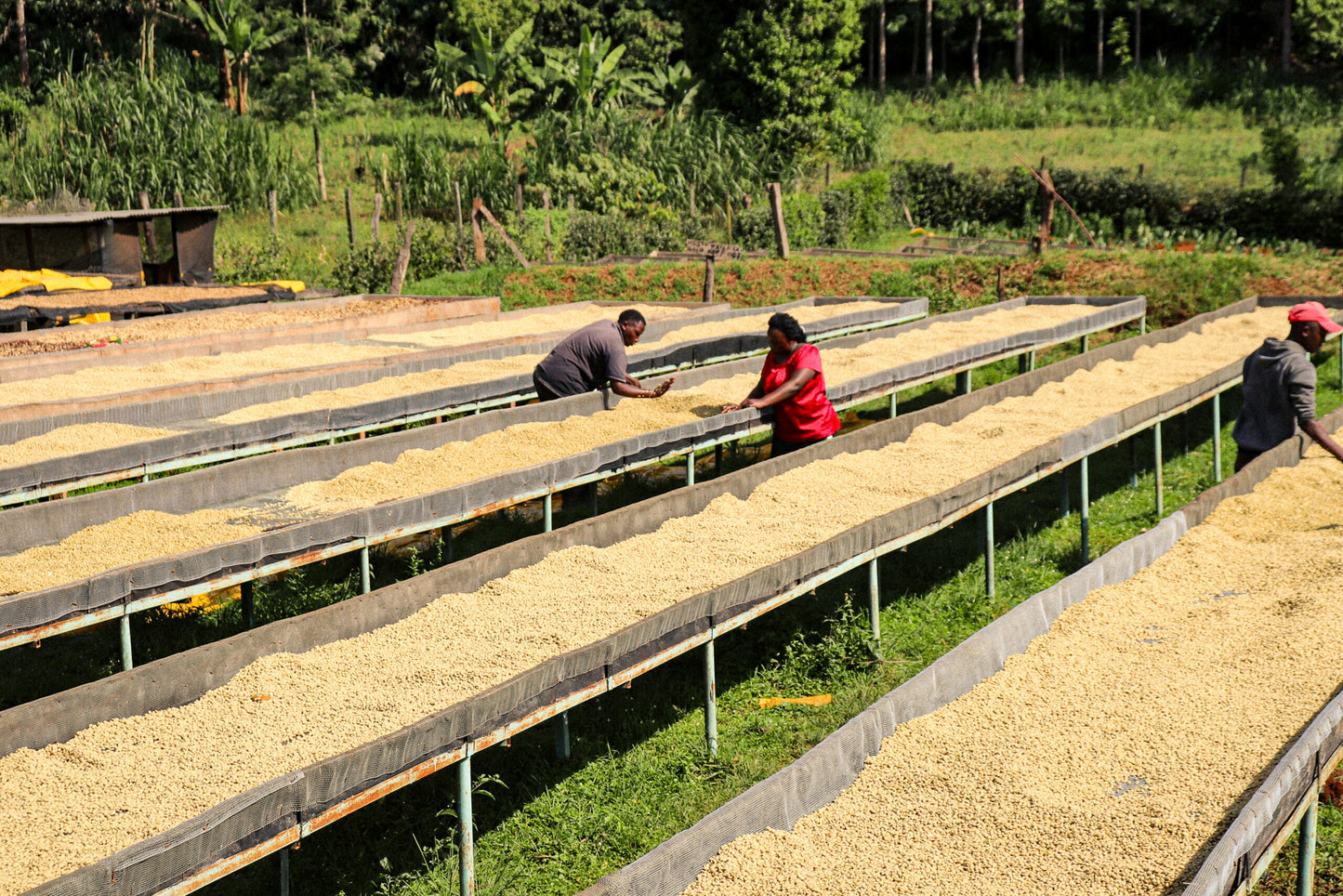 Kiamugumo AA 🇰🇪