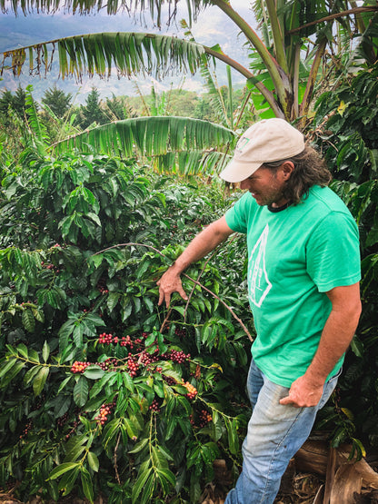 Roger Ureña's Catuai